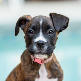 Victory (Tory) - Brindle female Boxer puppy in Georgia from Stephanie’s Boxers