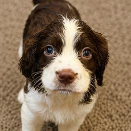 West - Liver and white female English Springer Spaniel puppy in Fort White, Florida from Thunderbird Springers