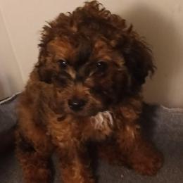 Violet - Brown female Cavapoo puppy in East Providence, Rhode Island from Marta's Cavaliers