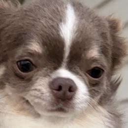 Chihuahuas from Pupcup’s Crown Collection