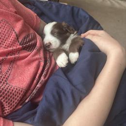 Soy sauce - Red & white male Toy Australian Shepherd puppy in Reidsville, North Carolina from Cherry Grove Kennel