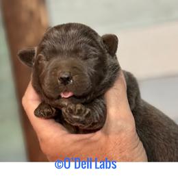 Cypress - Black male Labrador Retriever puppy in Sullivan, Missouri from O’Dell Labs