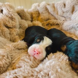 Auggie - Black rust and white male Bernese Mountain Dog puppy in Layton, Utah from Rebel Mountain Bernese