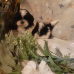 Boy 1 - Black and white male Shih Tzu puppy in Ontario, Oregon from Keeper of the Stars