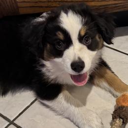 Precouis - Black tri female Miniature American Shepherd puppy in Camdenton, Missouri from Sunset Ridge Aussies