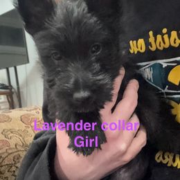 Lavender Girl - Scottish Terrier puppy from White Apple Kennel