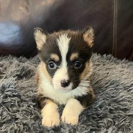 MO-M02 - Black and tan male Pembroke Welsh Corgi puppy in Stockton, Iowa from Infinity Corgis