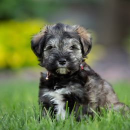 Miniature Schnauzer Puppies from Star Schnauzers
