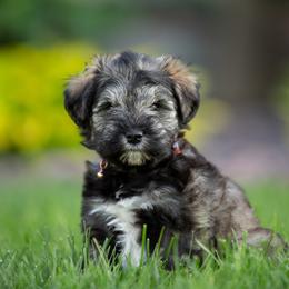 Miniature Schnauzer Puppies from Star Schnauzers