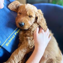Goldendoodle Puppies from Bows & Ties Doodles