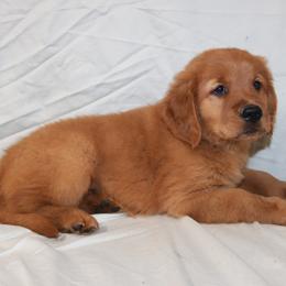 Chamomile - Dark golden male Golden Retriever puppy in New Weston, Ohio from Bertke AKC Golden Retrievers and Bernese Mountain Dogs