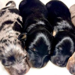 Dachshunds from Utah County Dachshunds