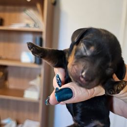 Cindy Lou who - Black and tan female Dachshund puppy in Queen Creek, Arizona from Wigglebutts Miniature Dachshund Az