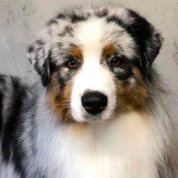 Australian Shepherd puppies from Rock Canyon Australian Shepherds
