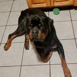 Archer - Rottweiler