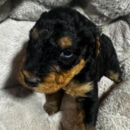 Mr Green - Black and tan male Airedale Terrier puppy in Mooresville, North Carolina from Farm 55