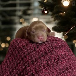 Cowboy - Ruby male Cavalier King Charles Spaniel puppy in Gonzales, Texas from Veach Cavaliers & Farm
