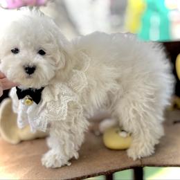Maximus, Theodore - White male Bichon Frise puppy in Upland, California from Prime Paradise Kennel