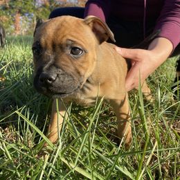 "Bear" - Red Staffordshire Bull Terrier puppy in Kentucky from Hunter's Staffordshire Bull Terriers