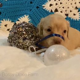 Dachshund and Miniature Schnauzer Puppies from The Bossy Doxie Farm