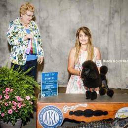 Yeti - Black male Poodle puppy in Leesville, Louisiana from BlackGoldToyPoodles