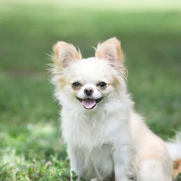 Clark - Chihuahua