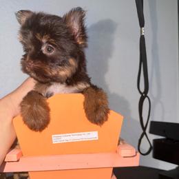 Candy girl - Chocolate, tan and white female Yorkshire Terrier puppy in Cape Coral, Florida from Katherine’s Yorkies and Poodles