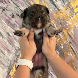 Fluffy - Blue female French Bulldog puppy in Chesnee, South Carolina from Michael & Raisa