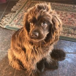 Angel - Cocker Spaniel