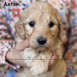 Anton - Cream male Goldendoodle puppy in Lancaster, Minnesota from North Star Dog Training