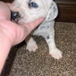 Dalmatian Puppies from Clarks 101 Dalmatians