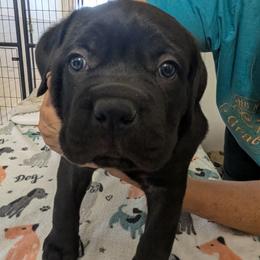Boy 1 - Black male Cane Corso puppy in Los Lunas, New Mexico from Top Gun Kennels NM