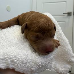 Green collar male - Red  male Poodle puppy in San Benito, Texas from Irene's Poodles