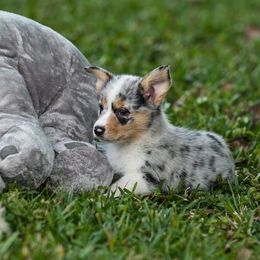 Pembroke Welsh Corgi Puppies from Shells Sunshine Corgis