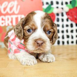 Bentley - Sable and white male Cockapoo puppy in Rattan, Oklahoma from Double M Cocker Spaniels