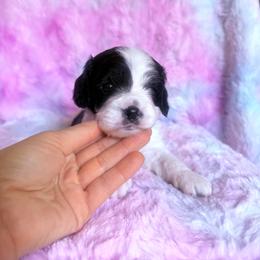 Puppy cakes - Black and white male Cavapoo puppy in Knoxville, Tennessee from Rocky Top Cavapoos