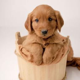 Harvey - Dark golden male Golden Retriever puppy in Buhl, Idaho from Atkinson's Goldens