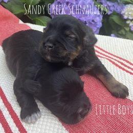 Miniature Schnauzer Puppies from Sandy Creek Schnauzers