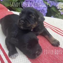 Miniature Schnauzer Puppies from Sandy Creek Schnauzers