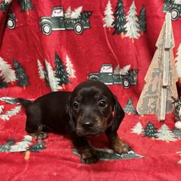 Daisy now Ivy - Black and tan female Dachshund puppy in Massachusetts from Honey Bee Dachshunds