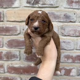 Clara - Red female Cavapoo puppy in Redding, California from Lipscomb Doodles