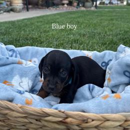 Blue collar boy - Black and tan male Dachshund puppy in Modesto, California from The dachshunds