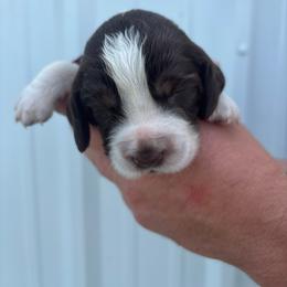 Burgundy - Liver white and tan female English Springer Spaniel puppy in Lincoln, Texas from LeeCo. Springers