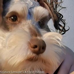 French Bulldogs and Miniature Schnauzers from Olivia's Miniature Schnauzer's and French Bulldogs