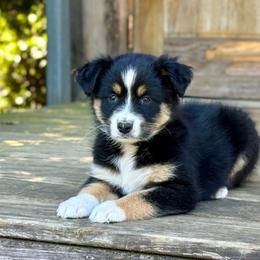 Lindy - Black & white female Australian Shepherd puppy in Statesville, North Carolina from Charming Australian Shepherds
