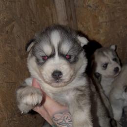 Boy 2 - Sable and white male Siberian Husky puppy in Iron River, Wisconsin from Wiemeri Siberians