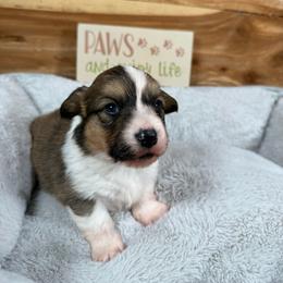 Gavin - Sable and white male American Corgi puppy in Stillwater, Oklahoma from Steele Family Farms