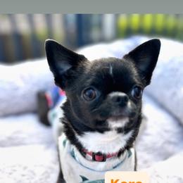 Kara - Chihuahua
