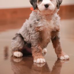 Trooper - Merle male Bernedoodle puppy in Dundee, Ohio from Down Home Doodle