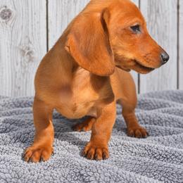Chedder - Red male Dachshund puppy in Warm Springs, Arkansas from Seven Hills Arkansas